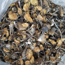 蘑菇干，干蘑菇，野生菌，野生鸡枞菌，食用菌干货，