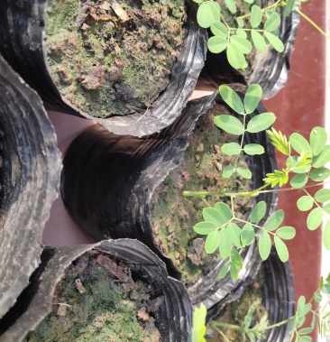 云实树苗 斗米虫蛀虫树苗