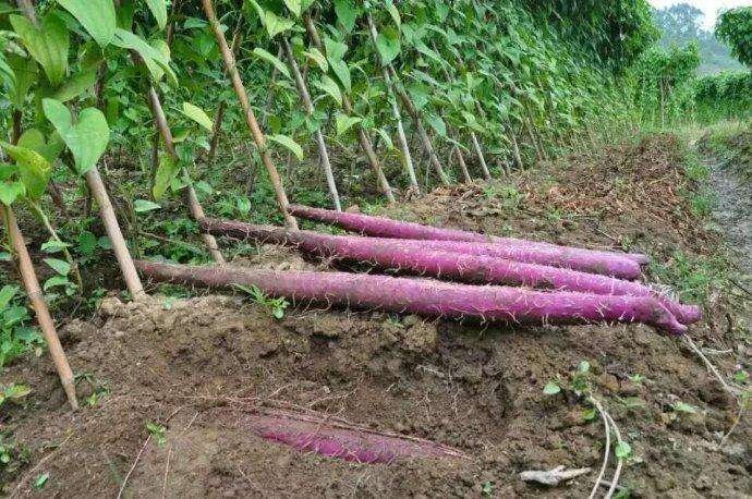广西玉林紫山药规模化种植基地航拍图