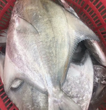 鲳鱼斗鲳鱼东海船捕鲳鱼斗鲳条重500g左右
