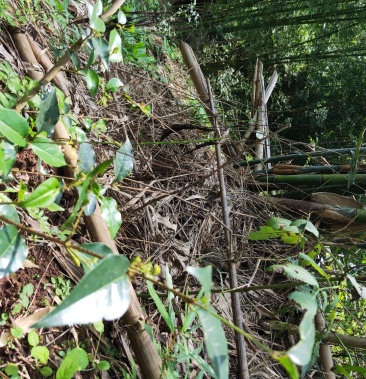 [茶树苗批发]苦丁茶苗价格0.80元/棵 - 一亩田