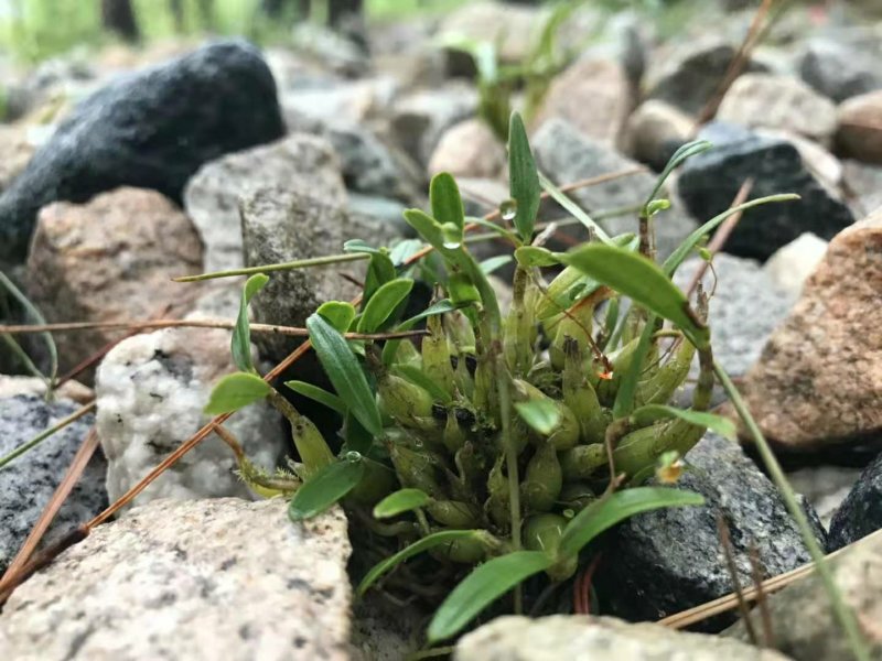 霍山石斛优质霍山米斛《霍山原产地》种植园加工直销欢迎采购
