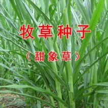 台湾甜象草种子养殖牧草种子畜牧多年生牧草牛羊饲料喂牛饲料