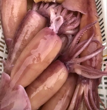 水发鱿鱼个头大口感佳厂家直销