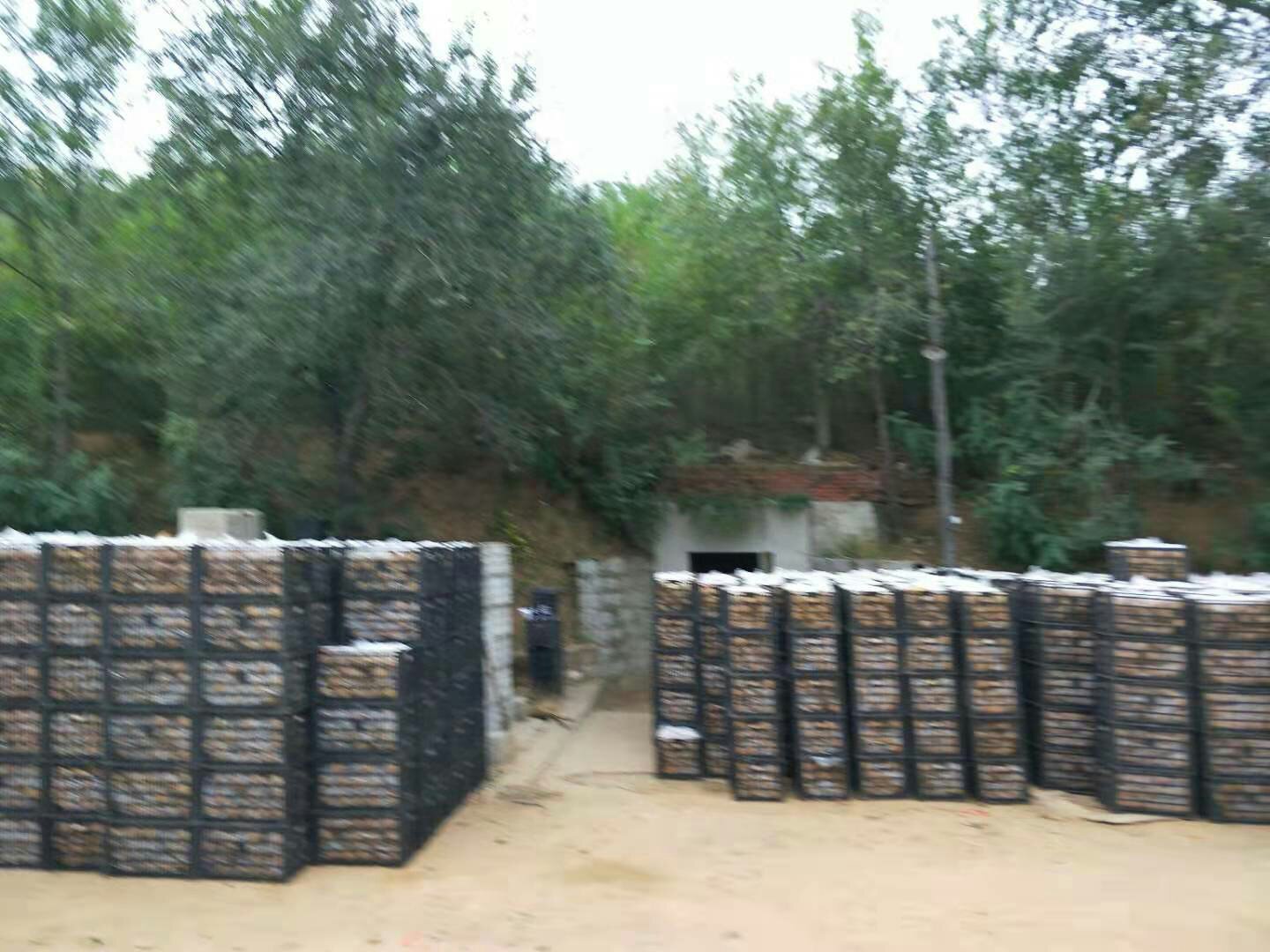 现代化分拣线上的白梨正在被分级包装 白梨分拣与包装