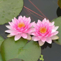 各种精品荷花苗，睡莲苗，芦苇苗，盆栽荷花苗
