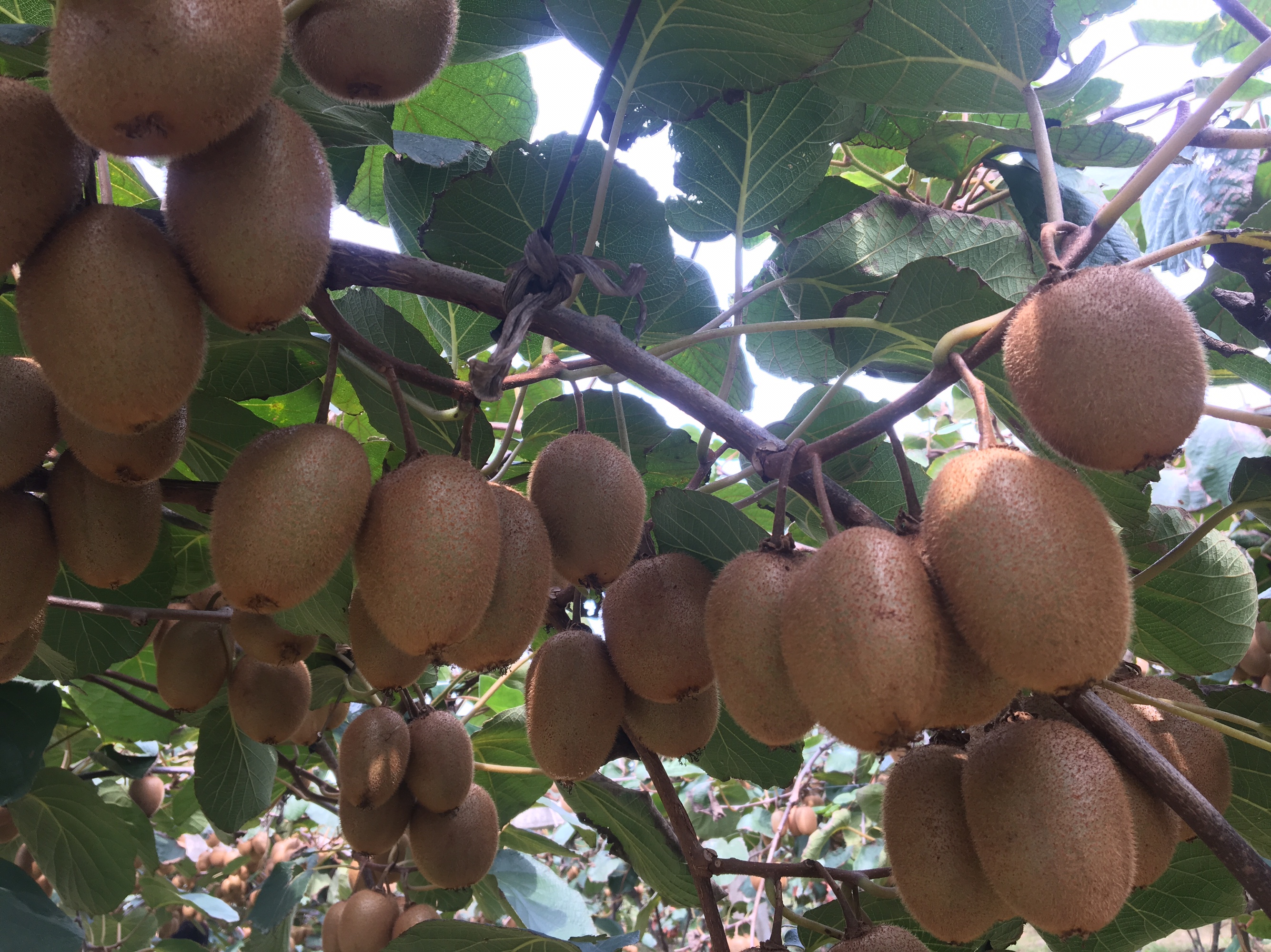 技术人员正在对成龄海沃德猕猴桃树进行冬季修剪,展示‘一主两蔓’树形结构,手持修枝剪精准剪除多余母枝,主蔓已水平绑缚于T型架铁丝上,地面有积雪,体现北方寒冷环境 海沃德猕猴桃冬季修剪示范