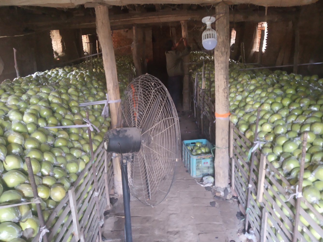 鸭梨冷藏环境示意图