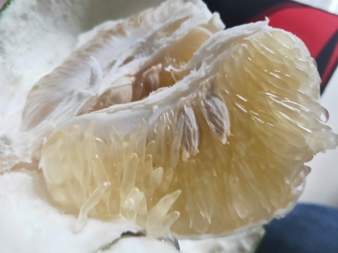 葡萄柚花芽分化末期顶芽高清特写,展示鳞片开裂与花原基初现状态,用于识别花期启动关键节点 葡萄柚花芽分化期顶芽特写:褐色鳞片松动,基部可见淡绿色花原基突起,芽体饱满无皱缩