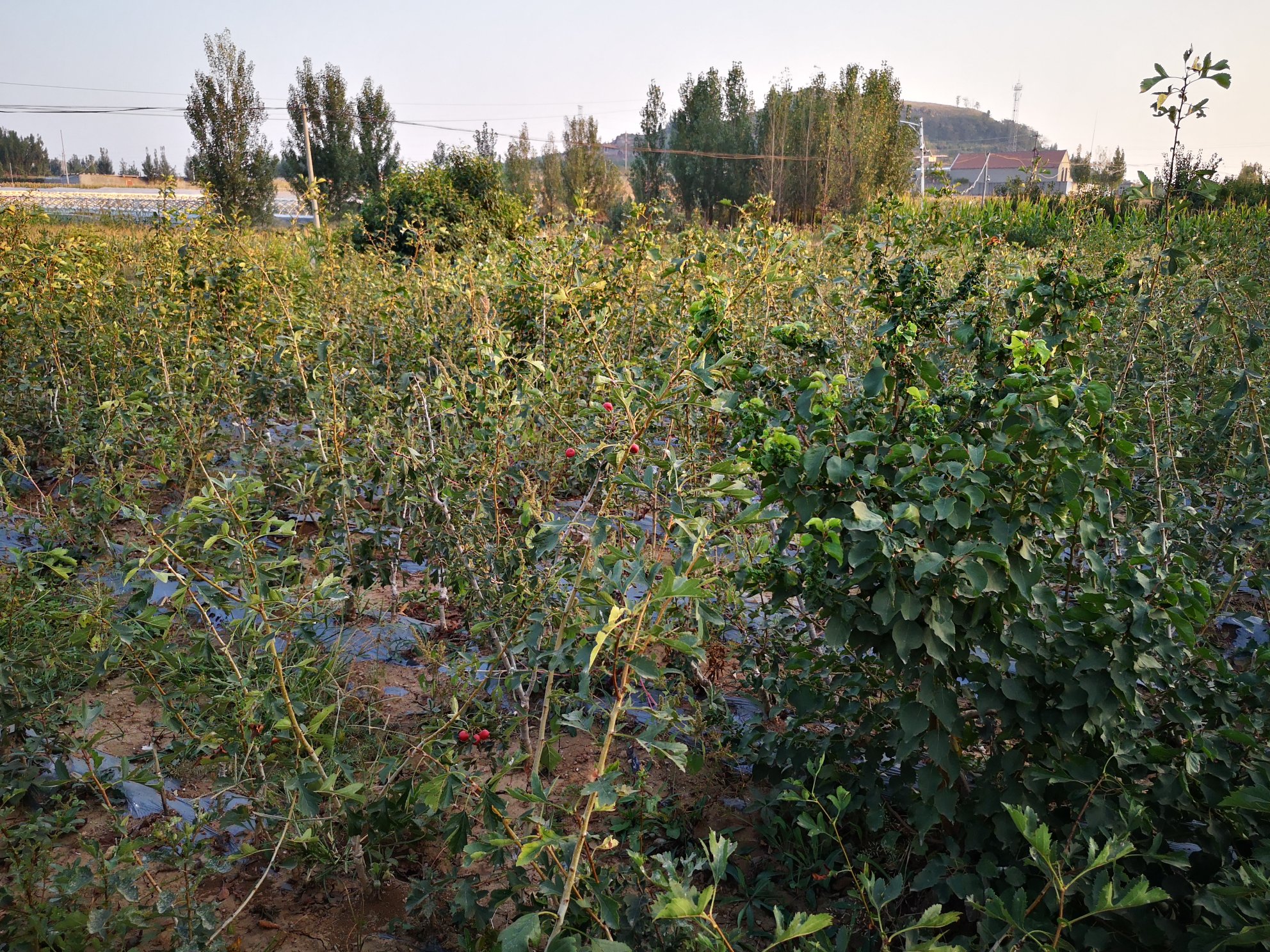 新泰市甜红子山楂种植基地航拍图