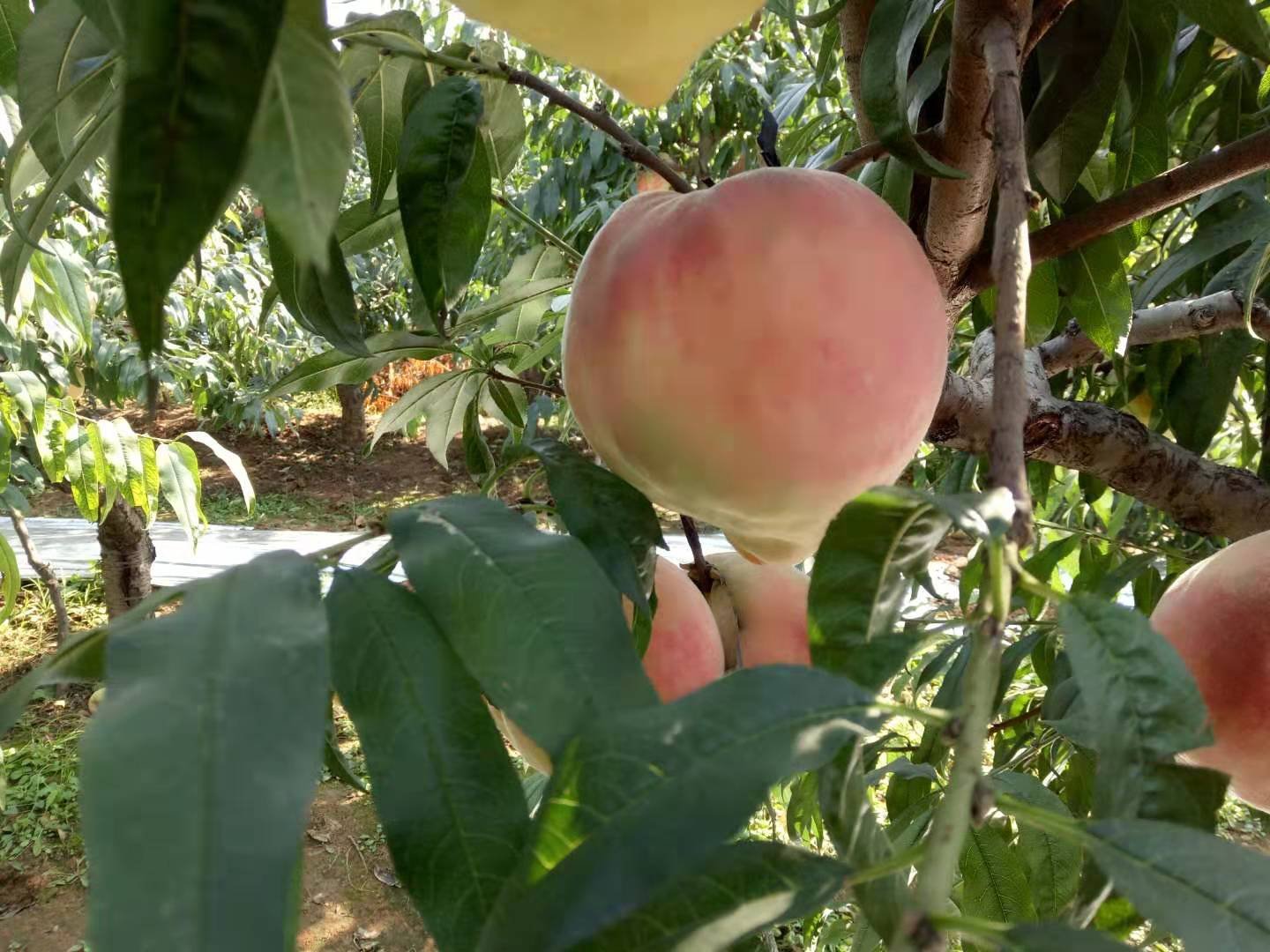 南京寿桃采摘园游客体验场景