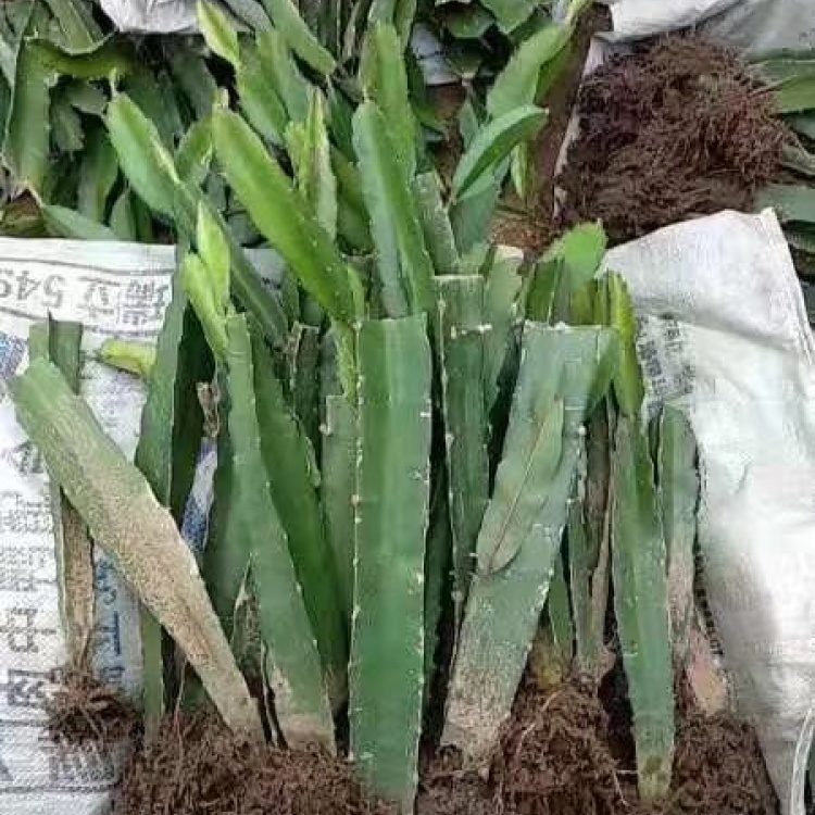 [火龙果苗批发]火龙果苗价格,红心火龙果苗,火龙果苗批发,视频看货