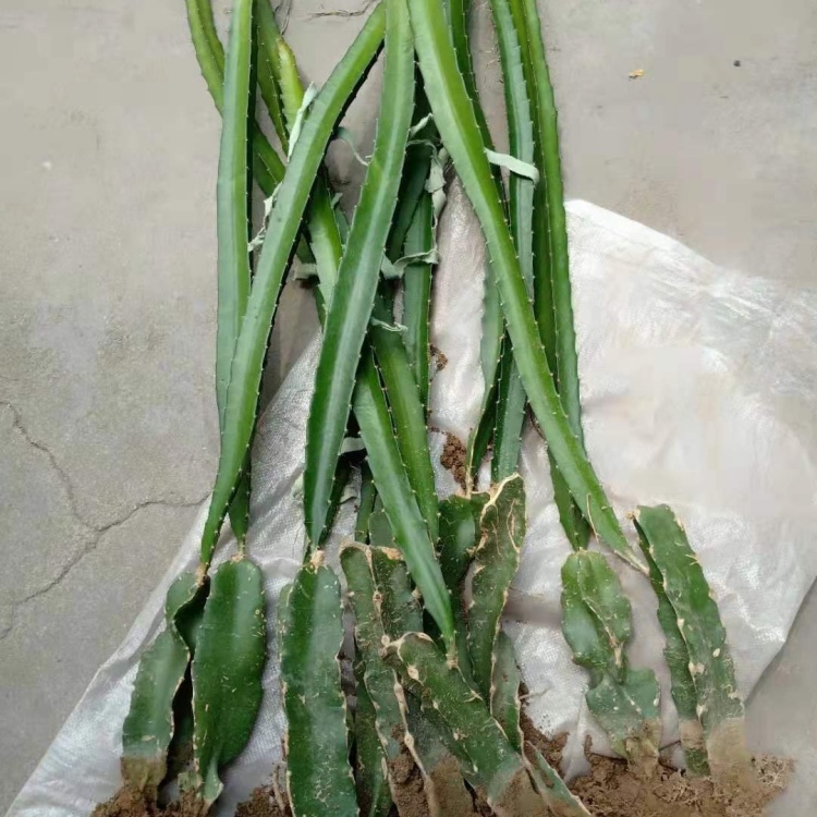 [火龙果苗批发]火龙果苗价格,红心火龙果苗,火龙果苗批发,视频看货