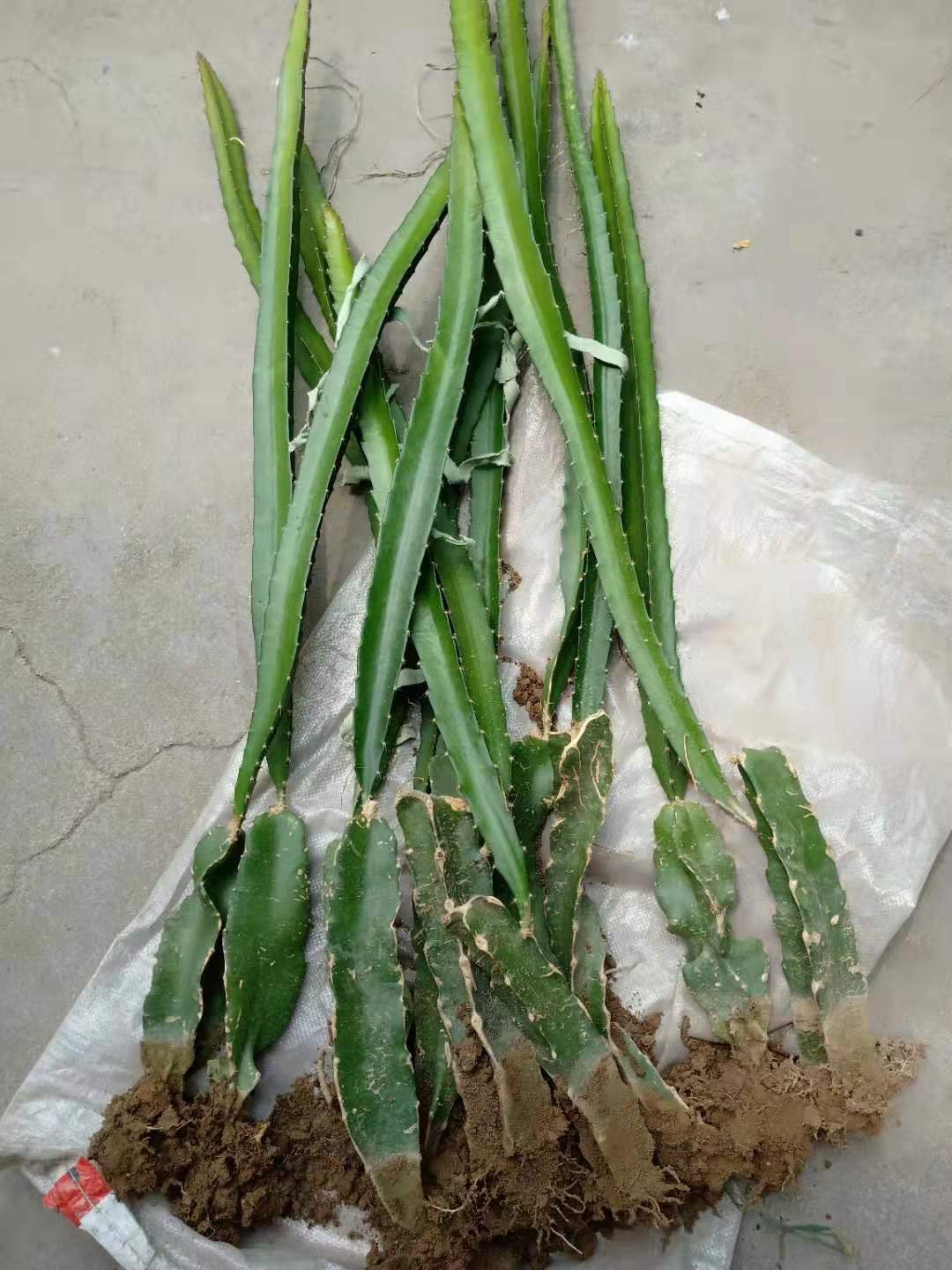 [火龙果苗批发]火龙果苗价格,红心火龙果苗,火龙果苗批发,视频看货