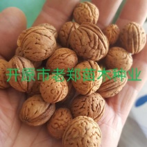 京桃种子山桃树苗种子看桃绿化景观树实地看苗订购