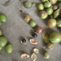 野生油茶果寒露果.