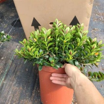 23杯金鱼草福建四海园基地直销