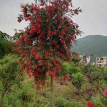 串钱柳（多花红千层）