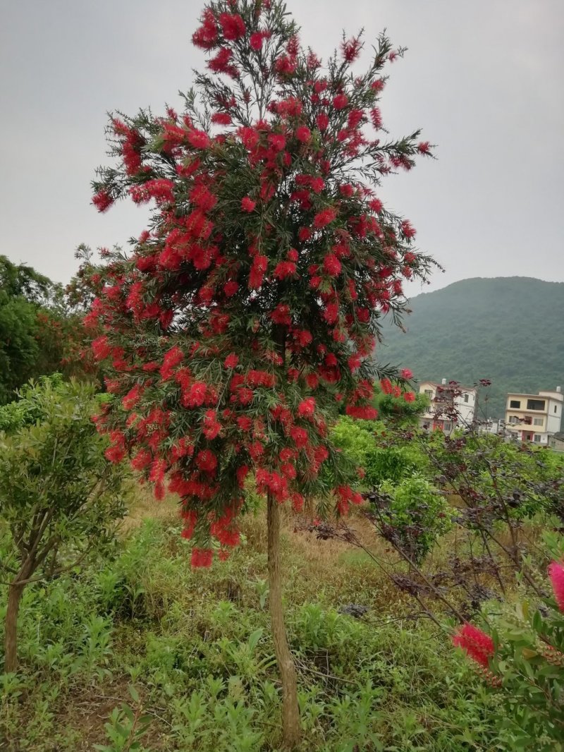 红千层多高图片