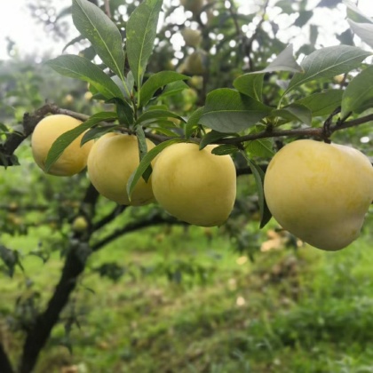 随县黄金奈李苗产地行情