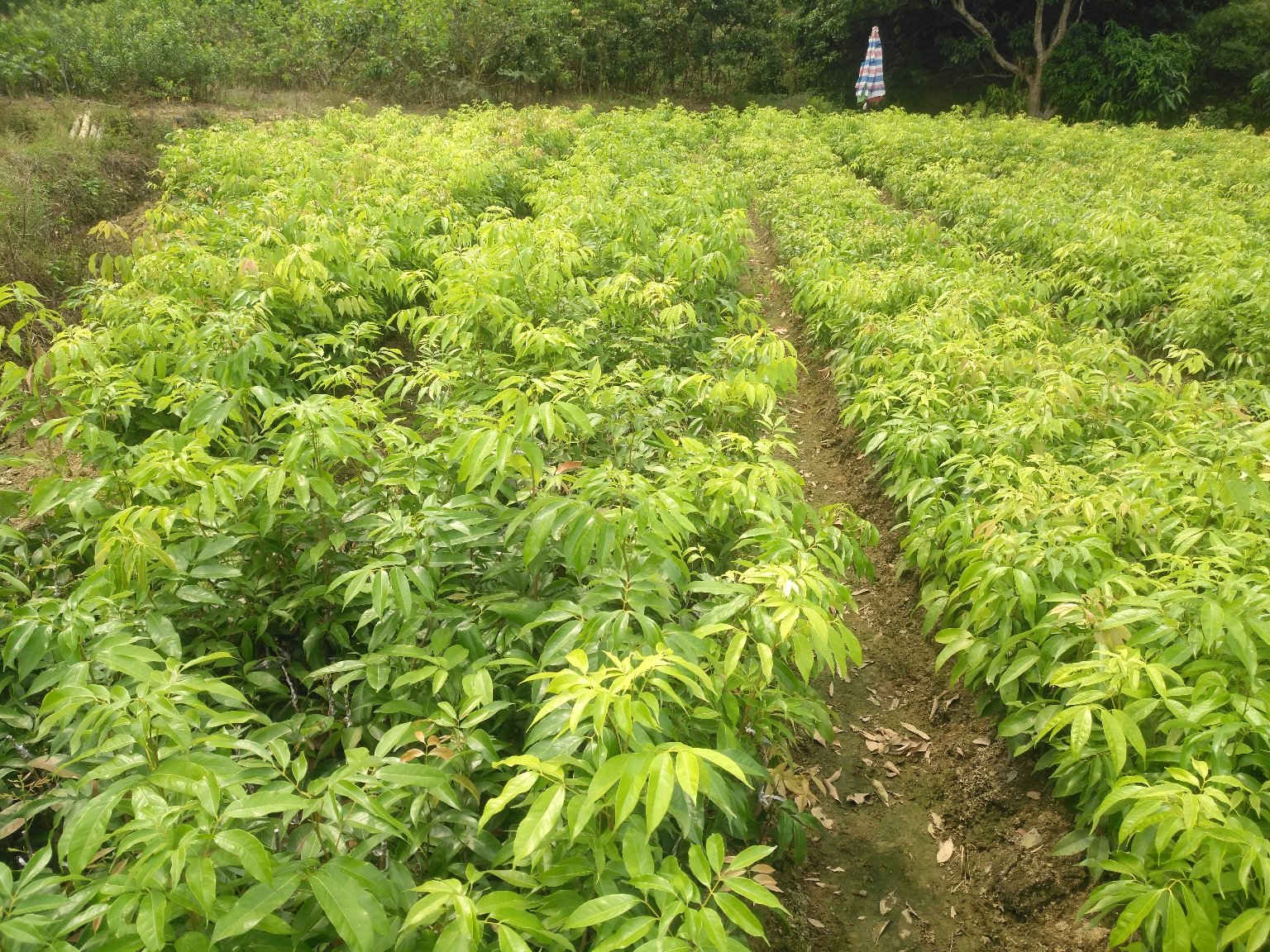 无核荔枝苗果园实景