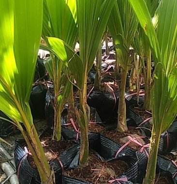 [椰子树苗批发]泰国矮种椰子苗价格25.00元/棵 - 一亩田