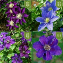 铁线莲球根花卉一手货成活率高