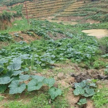 云南普洱改告好240亩山地出租出信