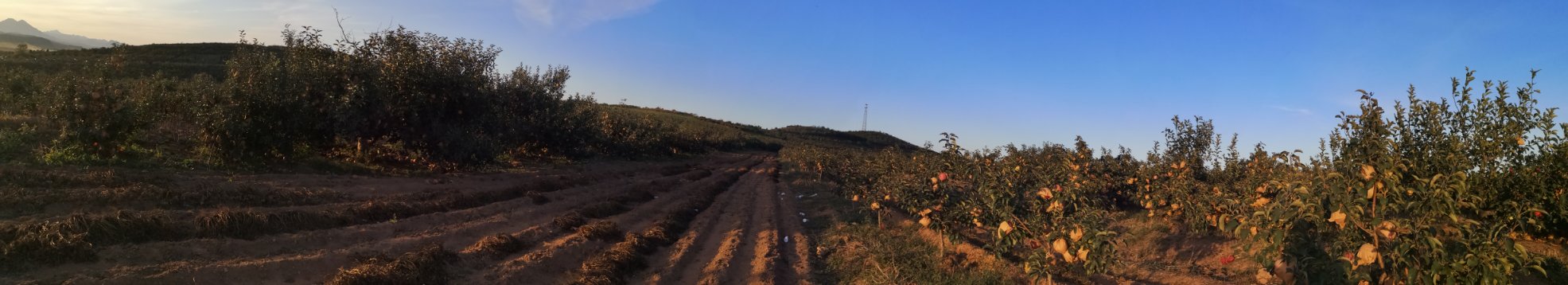 果园中的黄元帅苹果树