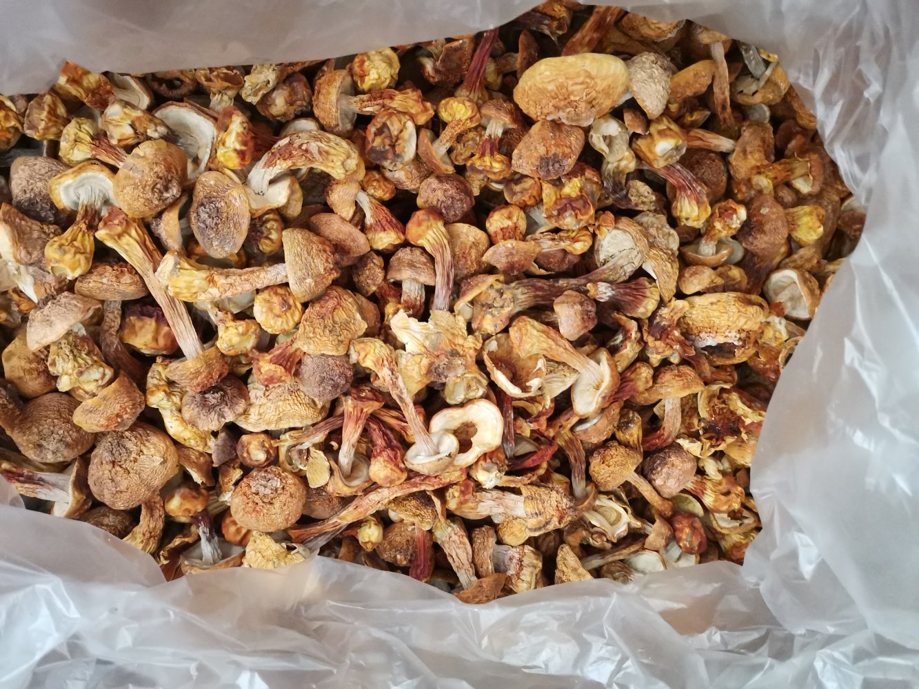 姬松茸现代食养应用实景图:展现三种主流食用形式——整朵切片煎煮(左)、冻干超微粉入膳(中)、植物胶囊制剂(右),所有物料洁净规整,体现规范化健康生活方式 姬松茸养生应用场景:透明玻璃壶中熬煮姬松茸片与黄芪、枸杞组成的养生茶饮,热气氤氲,汤色呈浅琥珀色,旁置小碟盛放干燥姬松茸子实体切片及胶囊剂型