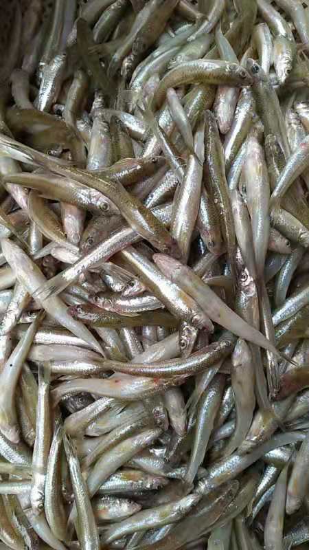 [棍子鱼批发]沙勾鱼【棍子鱼】冰鲜,柴火烤价格21.00元/斤 - 一亩田