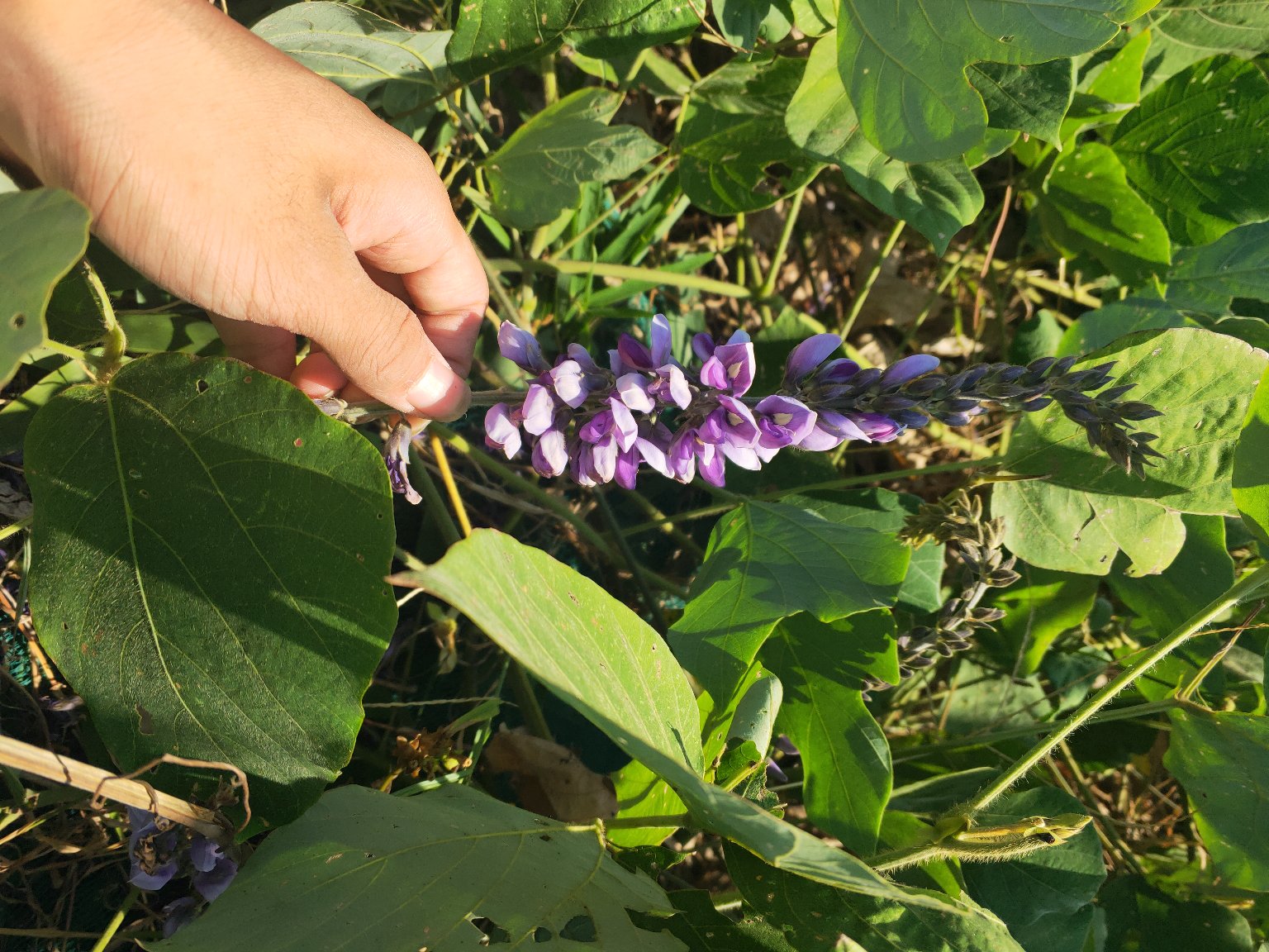 图示红花葛根的植物形态,展示其藤本植物特征和紫红色花朵 红花葛根的植物形态