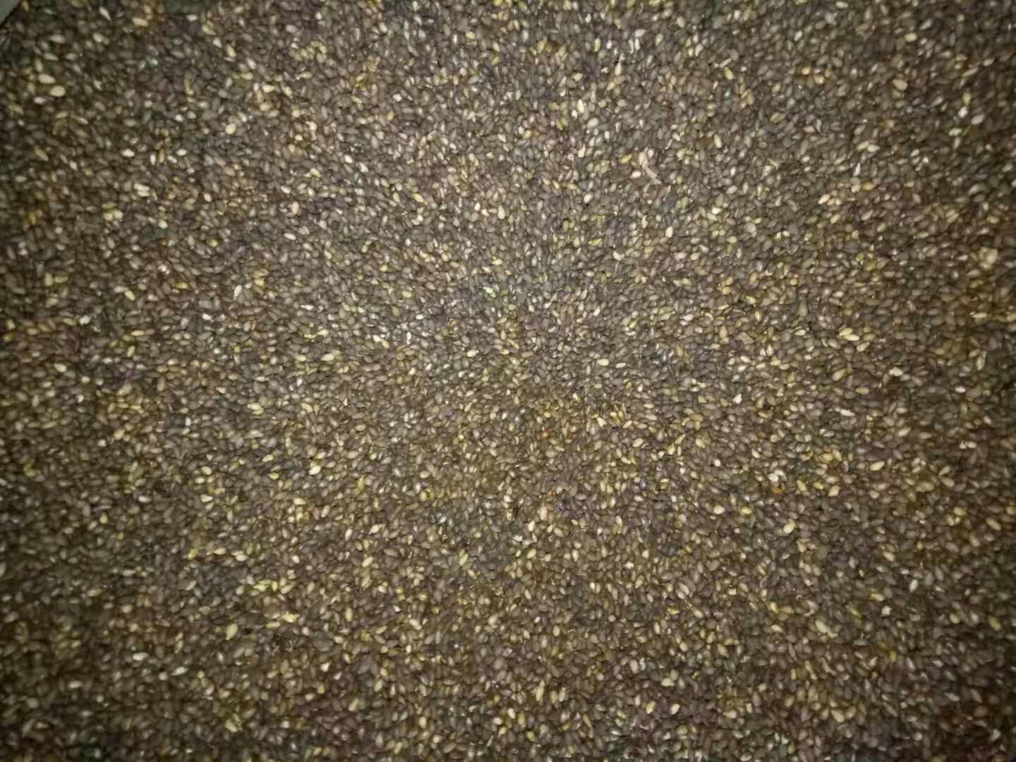 芝麻的营养价值