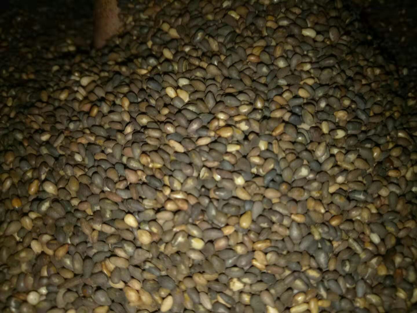 黑芝麻特写镜头