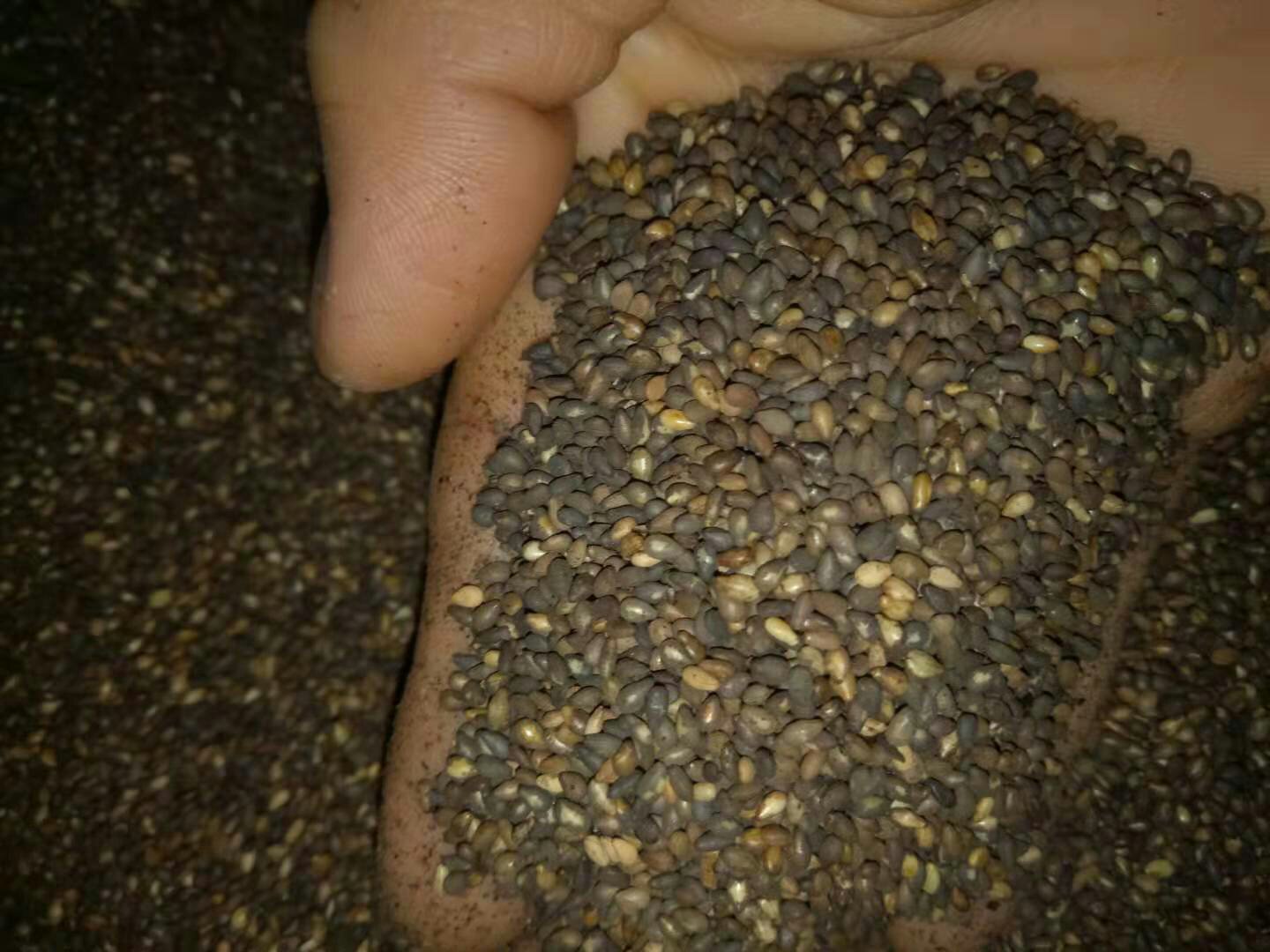 农户手持成熟黑芝麻蒴果进行田间成熟度检查