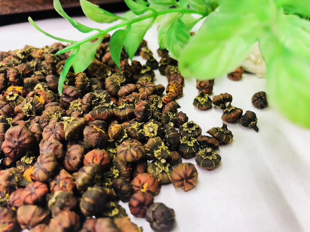 贡菊与胎菊王外观对比图,左侧为贡菊,右侧为胎菊王,展示花朵大小、颜色和形态的差异 贡菊与胎菊王外观对比图