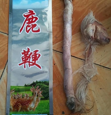 [鹿鞭批发]鹿鞭 新西兰 鲜鹿鞭价格530.00元/个 - 一亩田