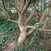 杨梅树
