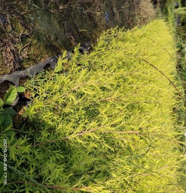 黄金香柳小苗千层金黄金宝树