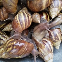 大量出售玛瑙蜗牛