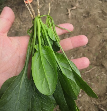 山东精品菠菜苗,惠民顺丰果蔬,全国接单