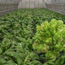 儿菜传供，大型市场厂加工厂。