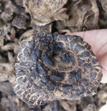 [黑虎掌批发]黑虎掌价格170.00元/件 - 一亩田