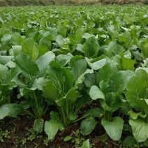 连州池菜心