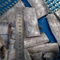 渤海刀鱼