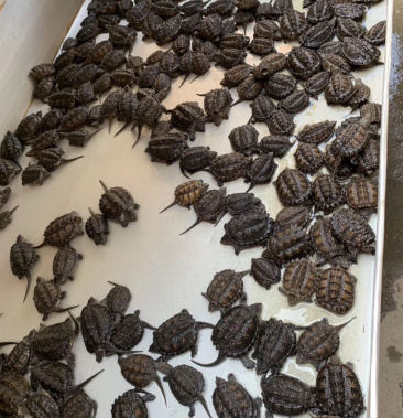 头鳄龟苗冷水鳄鱼龟苗