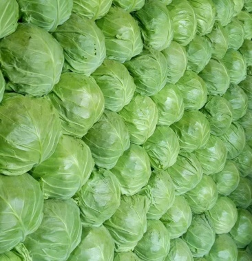 甘蓝中甘21松软单重2斤左右叶绿鲜嫩球形漂亮