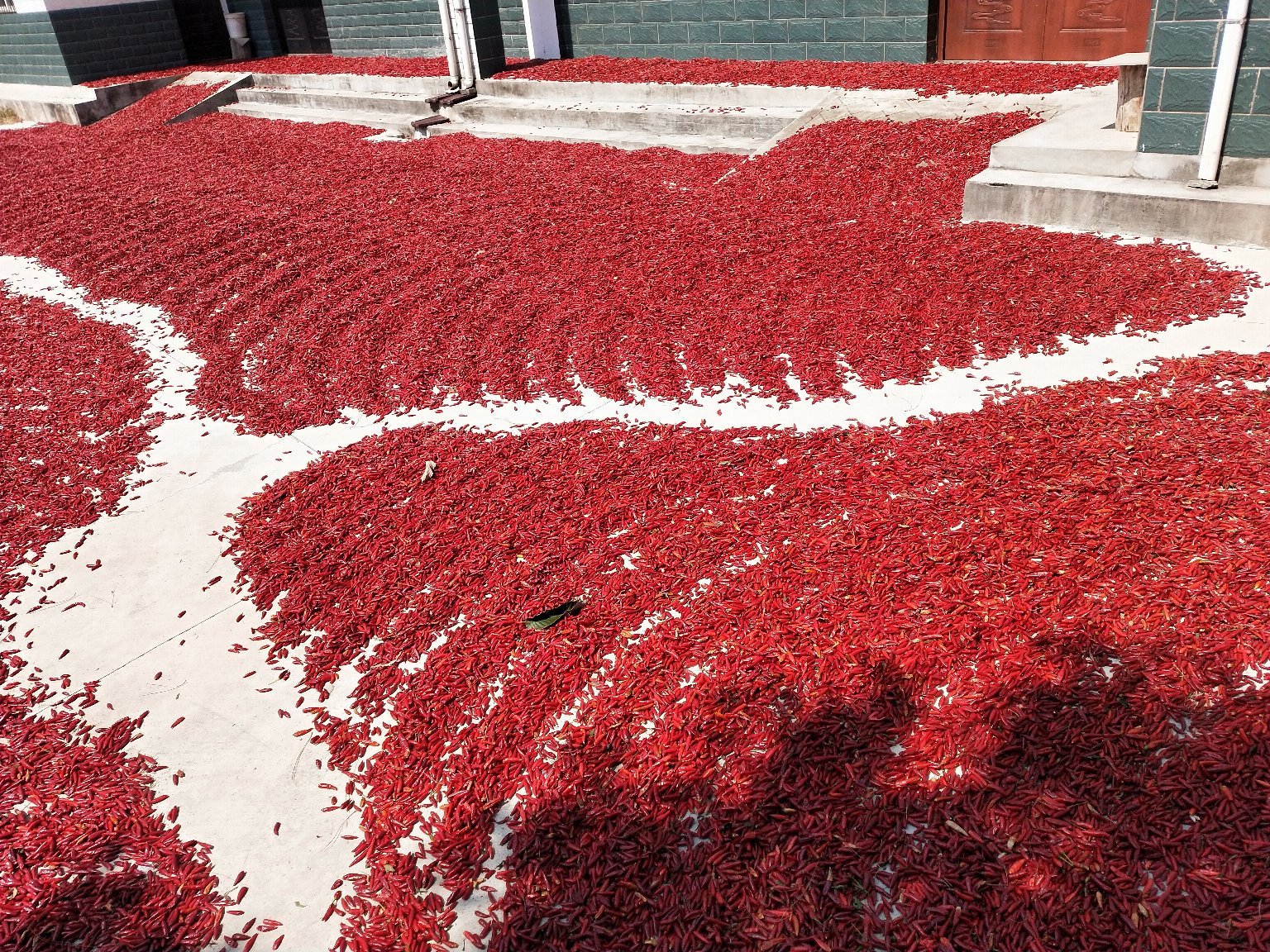 晾晒中的三樱椒