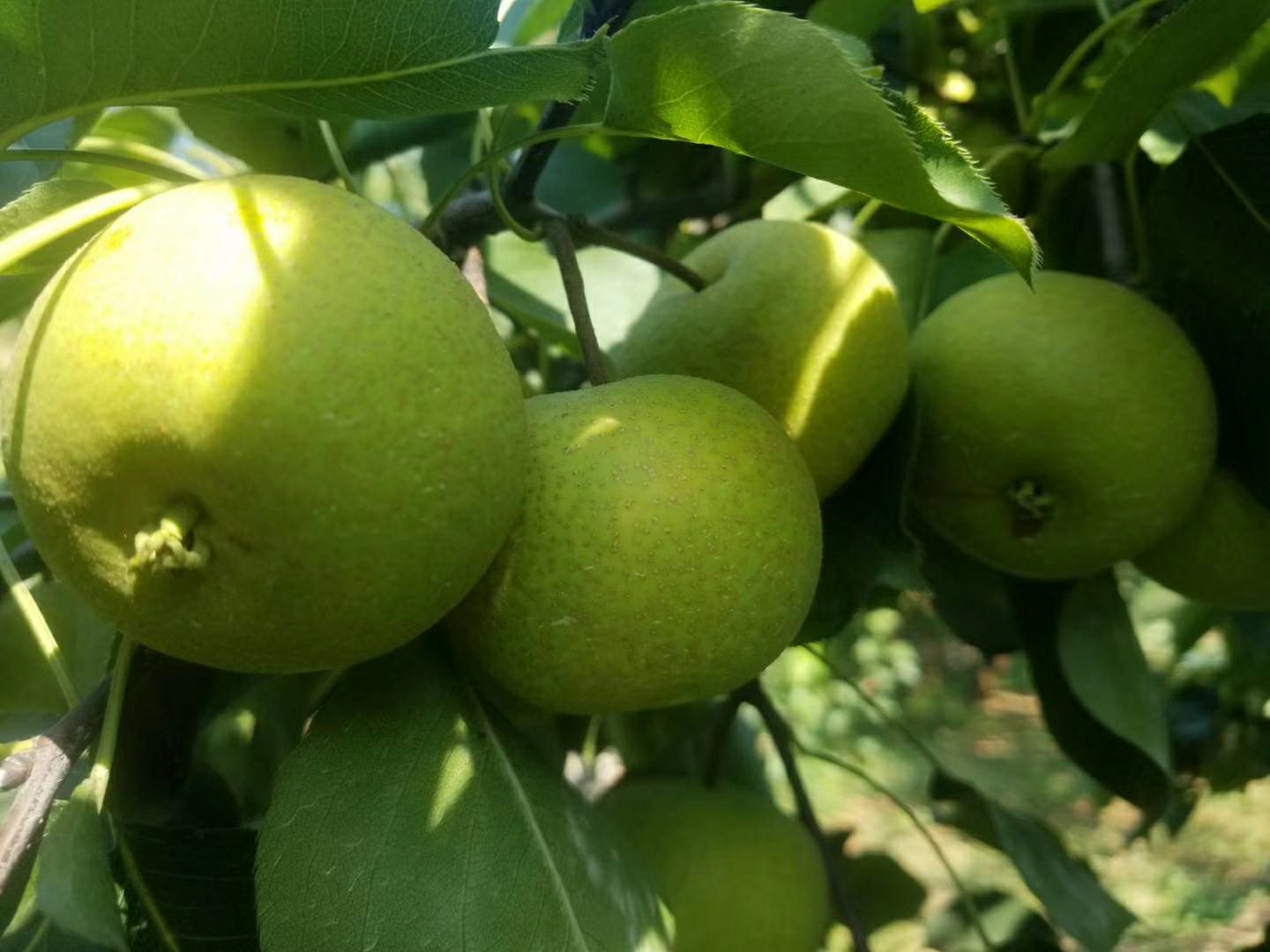 酸梨种植生态图