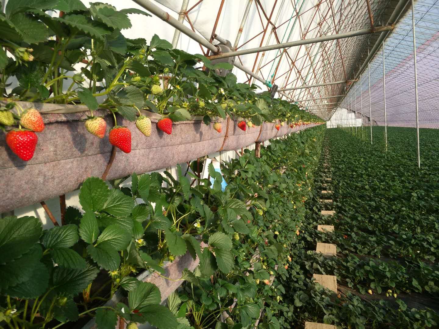 现代化温室中整齐排列的草莓种植槽,绿色叶片茂盛,白色小花与红色成熟果实共存,一串即将采摘的鲜红奶油草莓悬垂于槽边,表面光洁无斑点 温室内的剑兰奶油草莓植株特写